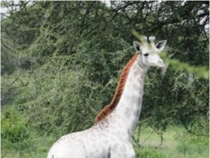 Omo, una jirafa blanca en el parque Nacional de Tanrangire, en Tanzania.