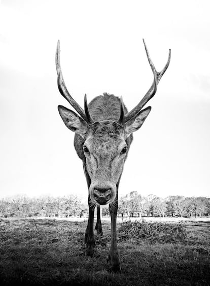 'Mega Stag'.