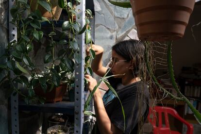 El otro gran sueño de Corina Jiménez es poder construir un vivero y poner en marcha un proyecto de huertas comunitarias, algo en lo que ya trabajó en su época universitaria en Cali. En la imagen, la joven cuida del pequeño huerto que tiene en el patio de la casa familiar, en la vereda La Cuesta. 