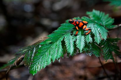 Una rana dardo arlequn en el parque nacional Ensenada de Utra (Colombia).