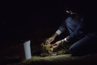 Victoria de Lucio alimenta a un gato de una de sus colonias.