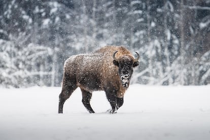 Un viaje hacia el norte de Europa. Dice Arsuaga que enfilar rumbo al norte, como hizo el homo heidelbergensis hace medio millón de años, durante su expansión por Europa, es lo mismo que subir una montaña en cuanto a pisos de vegetación que salen al paso: mediterránea, caducifolios, pino, taiga o tundra. Así, nuestros ancestros avanzaron desde el bosque atlántico, en Cantabria, a los bosques mixtos del centro de Europa, y a los de coníferas (en Suecia o Finlandia). Como paisajes destacados, el paleontólogo se queda con dos bosques mixtos: el bosque de Białowieża, entre Polonia y Bielorrusia, último reducto del bisonte europeo; y, como nota provocadora, Chernóbil: “Hoy por hoy el mayor espacio natural del Viejo Continente”, por el pequeño gran detalle de que no viven seres humanos.