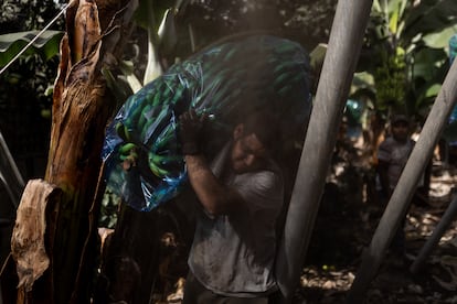 A Junay Guerra le cae ceniza en la cara mientras carga una piña de plátanos.