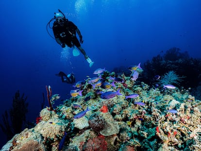 Dos buzos inspeccionan un arrecife de coral en las costas de las Islas Turneffe (Belice).