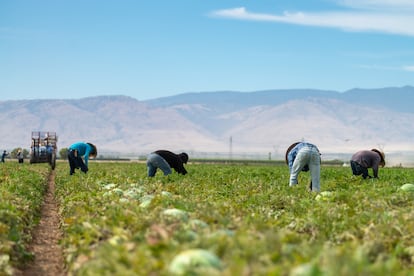 Trabajadores de origen hispano en un campo agrícola de California, el 4 de abril de 2025.