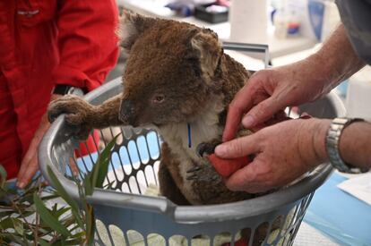 Un veterinario analiza a un koala herido, tras haber sido rescatado de los incendios que azotan el suroeste de Australia, en el Kangaroo Island Wildlife Park.