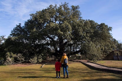 La Carrasca de Lecina, en la provincia de Huesca, ganadora del premio Árbol europeo del año en 2021.