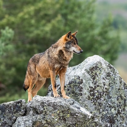 Side view of squirrel on rock,Puebla de Sanabria,Zamora,Spain