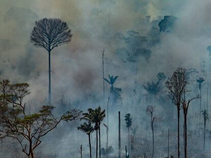 A Amazônia devorada pelos incêndios, em imagens