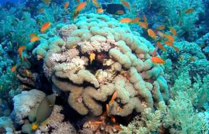 Un arrecife de coral.