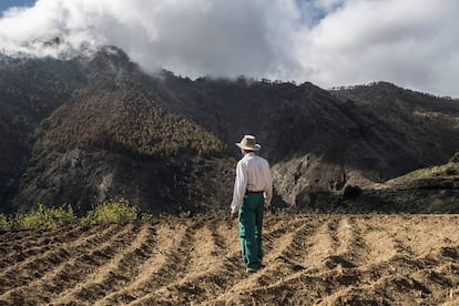 El agricultor Miguel Medina observa el efecto del fuego en Altavista.