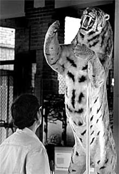 Reconstrucción de un tigre dientes de sable en el Museo de Zoología de Barcelona.