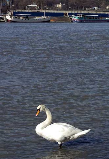 Un cisne hallado muerto cerca de Lyon ya levantó sospechas de la llegada de gripe aviar a Francia la semana pasada.