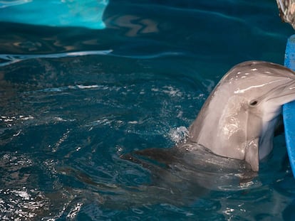 Un delfín en el Zoo de Barcelona.