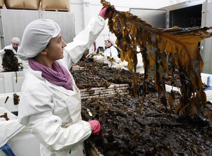 Operarias de Algamar, en Pazos de Borbén, manipulan algas wakame antes de pasar a los hornos de calor.