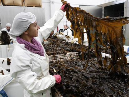 Operarias de Algamar, en Pazos de Borbén, manipulan algas wakame antes de pasar a los hornos de calor.