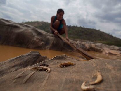 Durante semanas, biólogos y pescadores trataron de salvar algunas especies del río, llevándolas a estanques de agua dulce, con el objetivo de repoblar el río cuando sea rehabilitado.