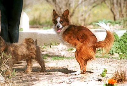 <i>Coco</i>, con als patas delanteras mutiladas, en la Sociedad Protectora de Animales de Tarragona.