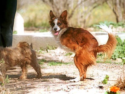 <i>Coco</i>, con als patas delanteras mutiladas, en la Sociedad Protectora de Animales de Tarragona.