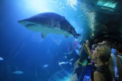 Un tiburón en el Oceanogràfico de Valencia.