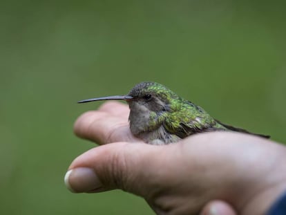 Um beija-flor na área de pesquisa científica da UNAM.