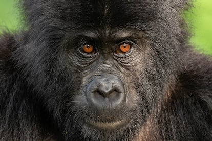 Un joven gorila de monta?a ('Gorilla beringei beringei'), en el parque Bwindi, en Uganda. Es una de las especies ms amenazadas del planeta. 