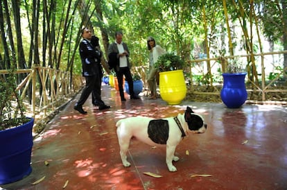 Moujik IV acudió el 11 de junio de 2008 a la ceremonia en la que las cenizas de su dueño, Yves Saint Laurent, se depositaron en su jardín de Marrakech.