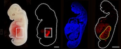 A 28-day-old pig embryo with a blueprint of a human kidney. Photo courtesy of GIBH. 