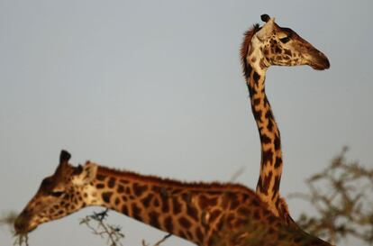 Jirafas cerca de la Reserva Nacional de Masai Mara, en Kenia.