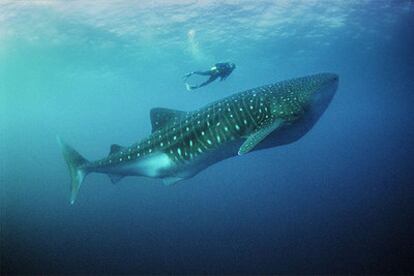 Un buceador nada junto a un gigantesco ejemplar de tiburón ballena, de unos 15 metros de largo, en las aguas de la isla de Darwin, en Galápagos.