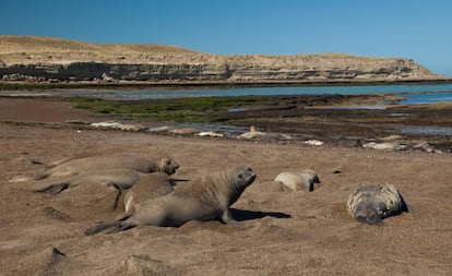 Leones marinos reposando en una playa de la Península Valdés (Argentina).