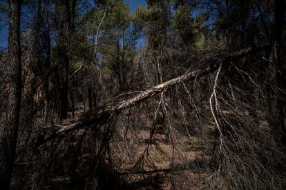 Rama caída en una zona forestal de San Martín de la Vega (Madrid), este sábado.