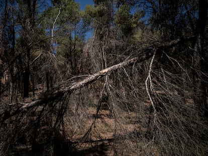 Rama caída en una zona forestal de San Martín de la Vega (Madrid), este sábado.