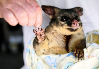 Una zarigüeya de cola de matorral es atendida por voluntarios de Wires, en Merimbula el 9 de enero. Muchas especies que se entierran para salvarse de las llamas, como roedores y reptiles, reemergen en áreas devastadas donde no encuentran alimento y son víctimas de los depredadores.