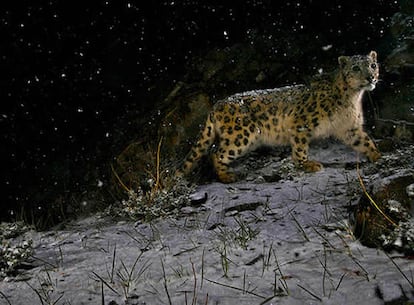 Leopardo de las nieves fotografiado en plena tormenta de nieve en las montañas del noroeste de India, premio Wildlife Photographer of the Year 2008