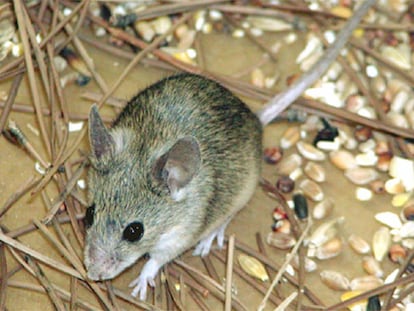 La nueva especie de ratón descubierta en Chipre.