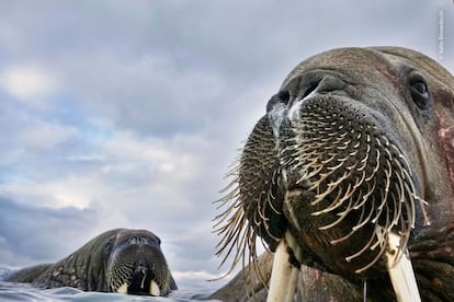 'Wildlife Photographer of the Year'.