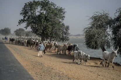 Alguns pastores conduzem uma manada de bois até Diffa, muito perto de um dos braços do rio Komadougou Yobe. A única fronteira natural entre o nordeste da Nigéria controlado pelo Boko Haram e região de Diffa, no Níger, é este rio sazonal que surge depois da estação chuvosa e deságua no Lago Chade. No entanto, depois das chuvas de verão ele seca progressivamente, permitindo atravessar a fronteira em qualquer ponto sem nenhum problema a partir dos meses de janeiro e fevereiro. A diminuição do nível das águas do rio favoreceu a intensificação dos ataques da seita radical no Níger nas últimas semanas.