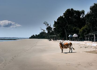 La playa de Bruce, el arenal favorito de los turistas que visitan Bubaque, es frecuentado también por las vacas que pastan a sus anchas por la isla. Estos animales se cuelan a menudo en los arrozales y las huertas y dañan los cultivos, lo que supone un problema para quienes viven de la agricultura. Ahora, sin visitantes, campan a sus anchas.