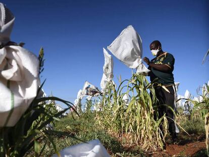 Un granjero se protege con mascarilla para trabajar en su plantación de sorgo en las afueras de Gaborone, capital de Botsuana, el 5 de abril de 2020, dos días después de que el presidente del Gobierno, Mokgweetsi  Masisi, decretara el estado de emergencia durante 28 días por el nuevo coronavirus.