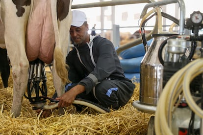 Ordeño en los establos de exposición ganadera del Salón Internacional de Agricultura de Marruecos, el lunes en Mequinez.