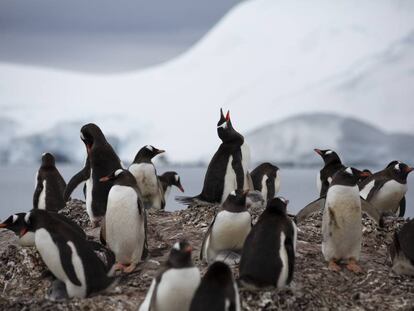 Varios pingüinos el pasado 19 de enero, en la Antártida.