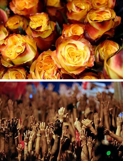 Detalle de unas rosas en la empresa de exportación de flores Quito Inor Flowers, en Boliche, Ecuador. / Manifestación en apoyo al ex presidente de Brasil, Lula da Silva y Dilma Rousseff, en Sao Paulo, Brasil.