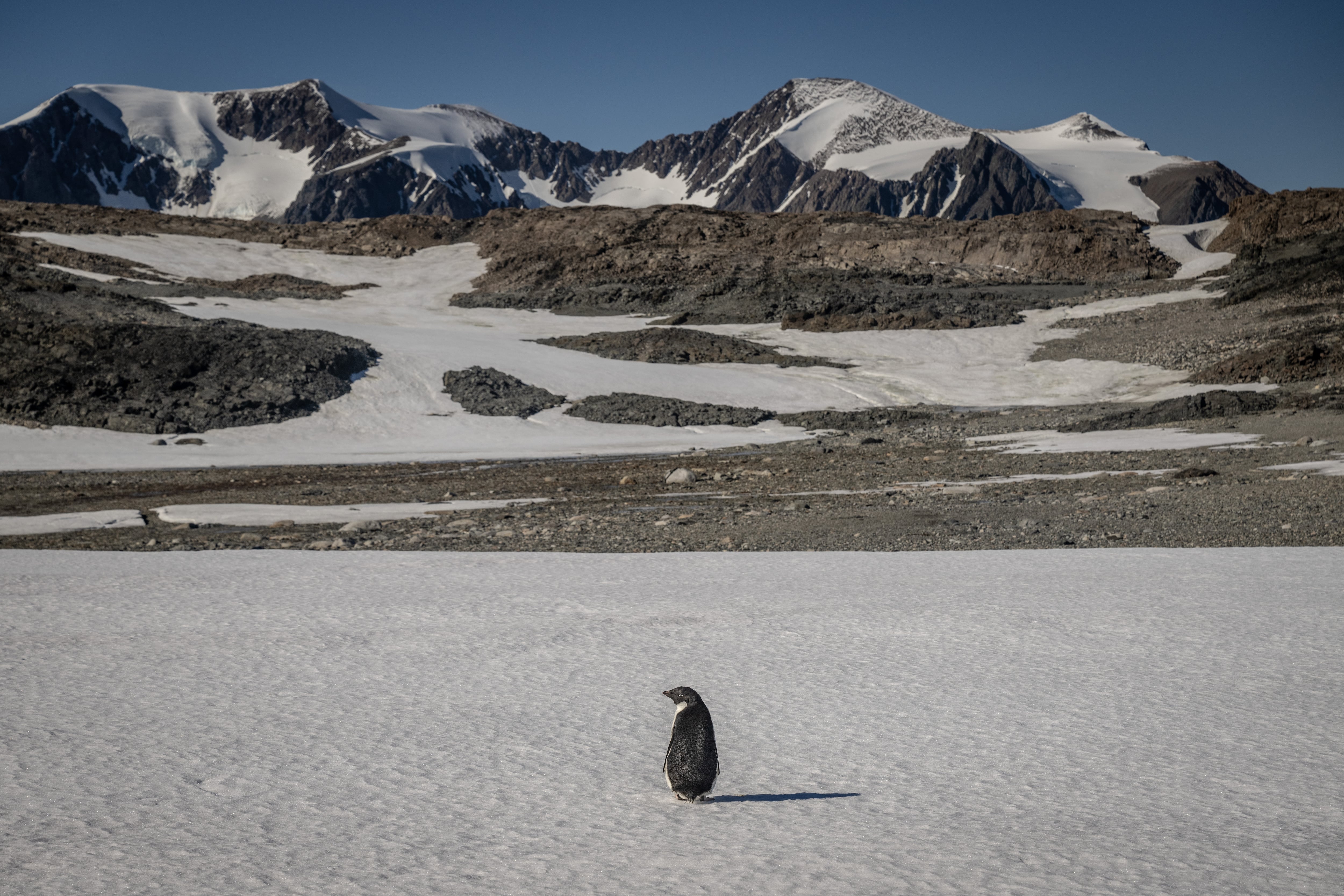 Antártida: el latido del planeta que no podemos darnos el lujo de ignorar