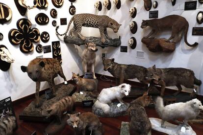 A corner reserved for felines and canines in Marcial Gómez Sequeira’s collection.