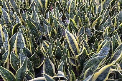 La 'Sansevieria trifasciata', una de las plantas predilectas de Umberto Pasti. 

