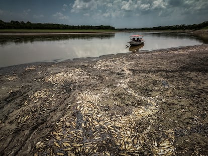 En 2010, una sequía llevó al Amazonas a su nivel más bajo registrado, con consecuencias desastrosas. De acuerdo a  Ane Alencar, directora de ciencia del Instituto de Investigación Ambiental de la Amazonía (IPAM), aún no se llega a esos niveles, pero existe el potencial de llegar a eso y es un reflejo de lo que podría ser la nueva normalidad en un futuro. En la imagen, miles de peces muertos por el calor y la acidez del agua en el lago Piranha, el 27 de septiembre.