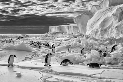 Hay más peligros, como señala la fotógrafa Cristina Mittermeier: “Vimos polluelos de pingüino empapados y embarrados tiritando con el plumón pegado al cuerpo. En el momento equivocado del año, antes de que los polluelos hayan podido desarrollar el plumaje adulto, la lluvia y la nieve pueden erradicar generaciones enteras. Era como estar fotografiando una marcha de la muerte”.