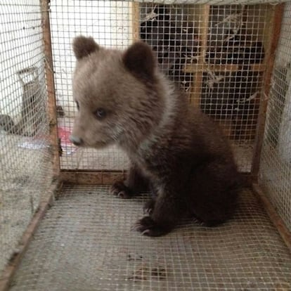 La cría de oso pardo hallada sin su madre en el municipio de Aubèrt.