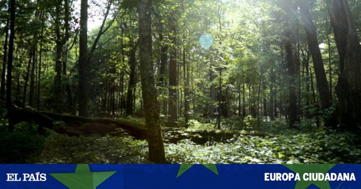 The battle over the primeval forest of Bialowieza